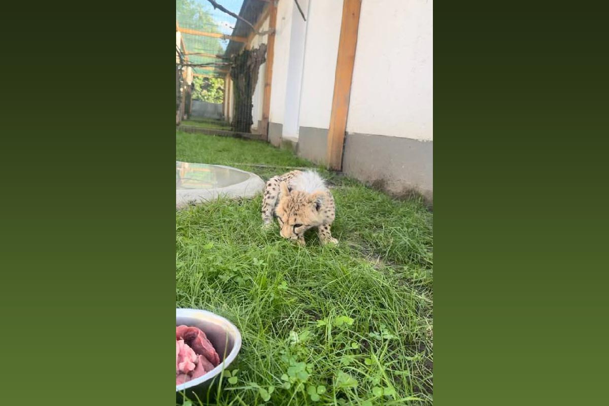 Kito