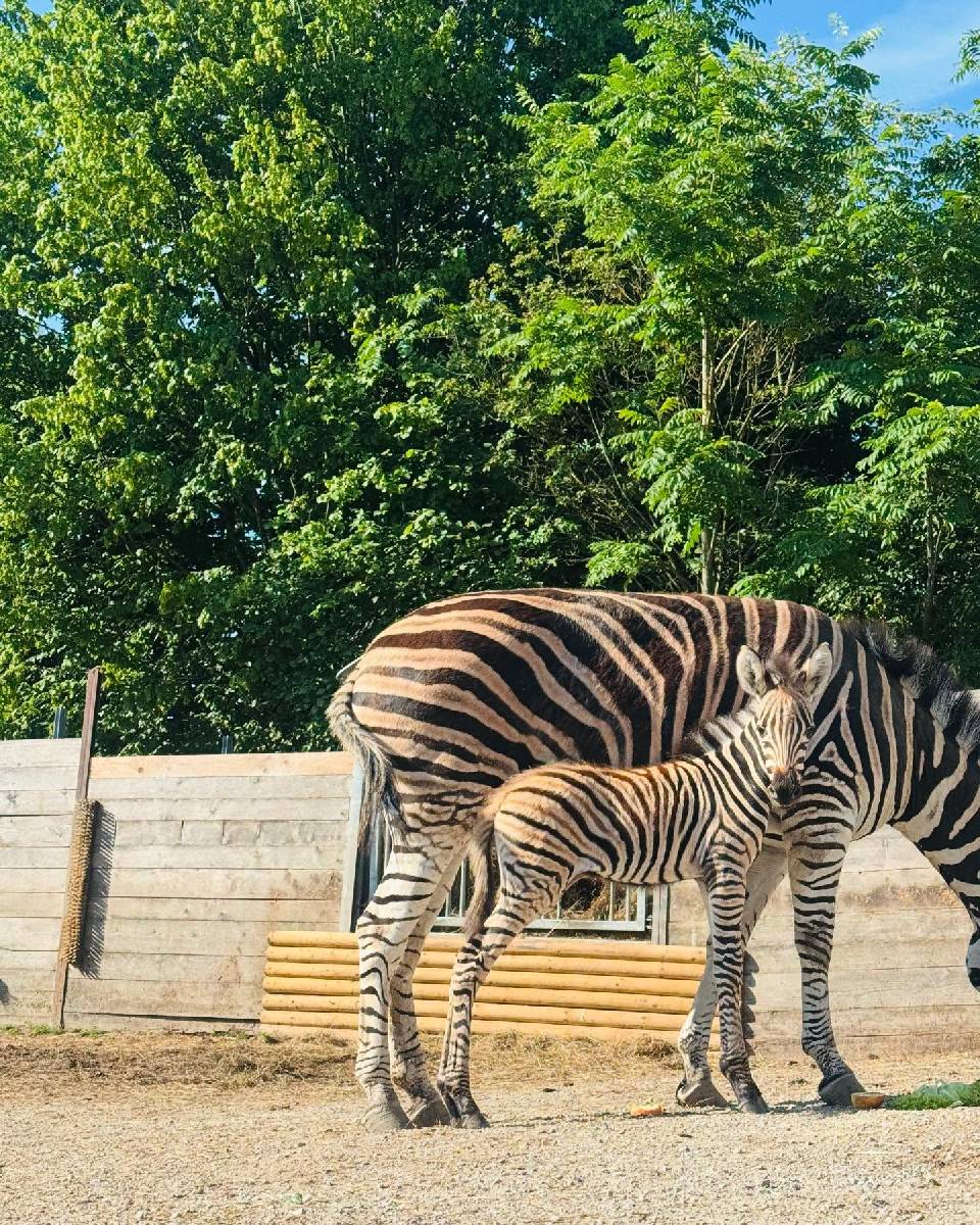 Zebras