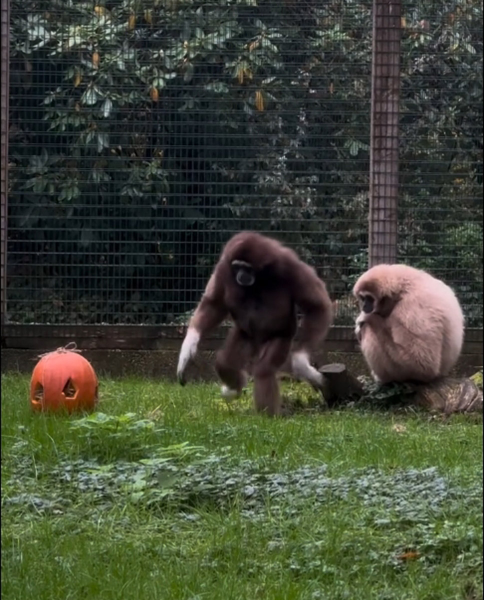 Helloween bei unseren Weißhandgibbons