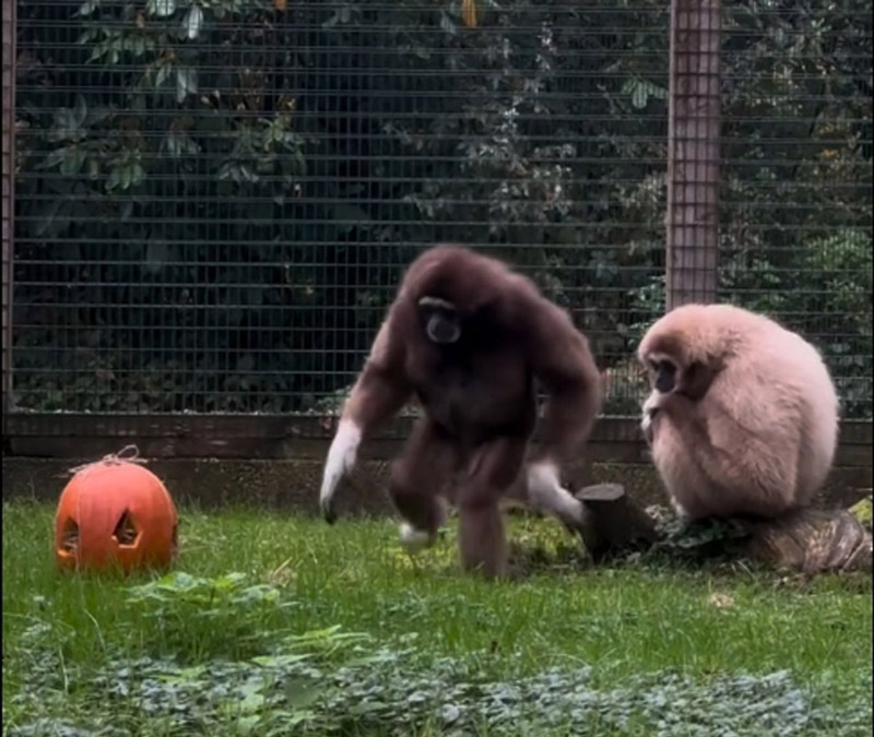 Helloween bei unseren Weißhandgibbons