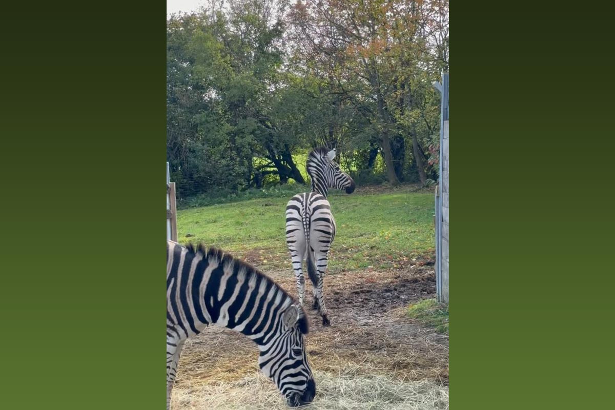 Unsere Zebra Stute