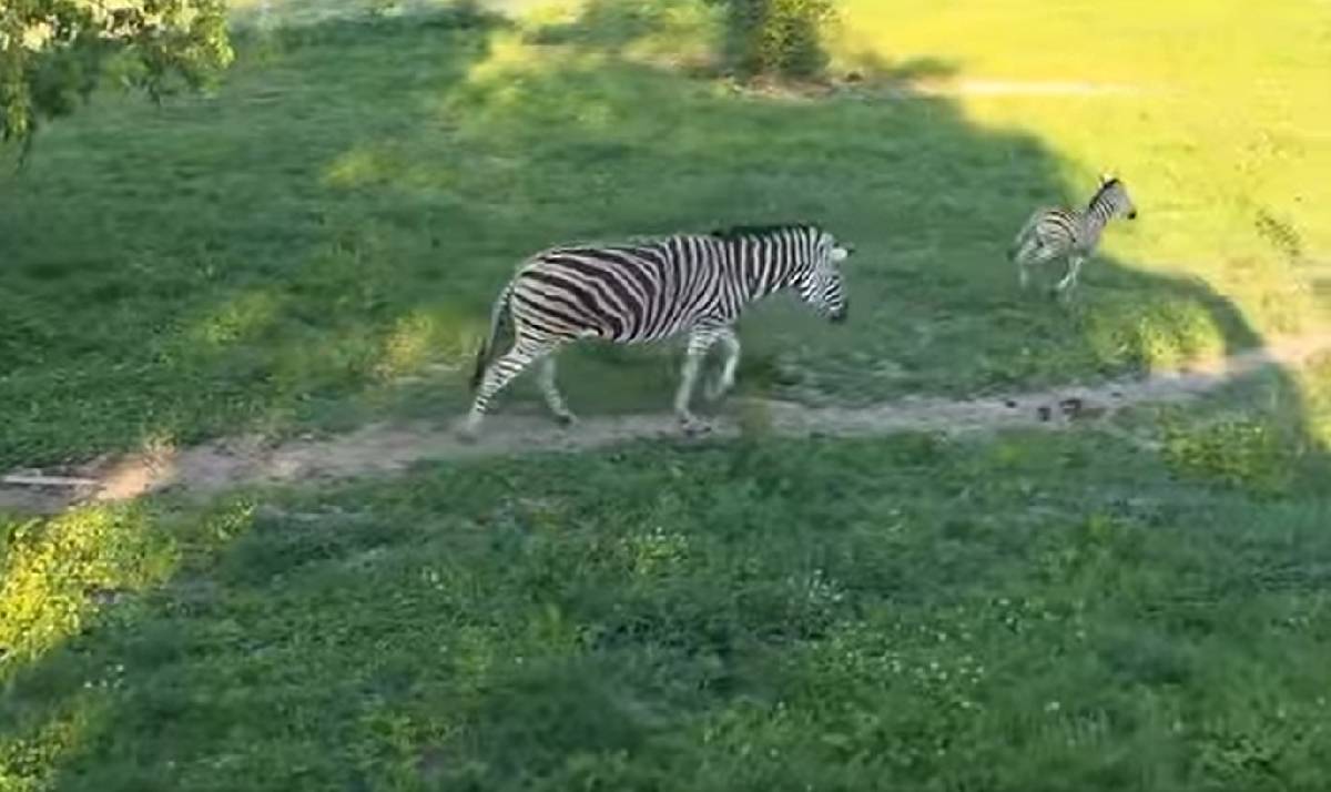 Zebras